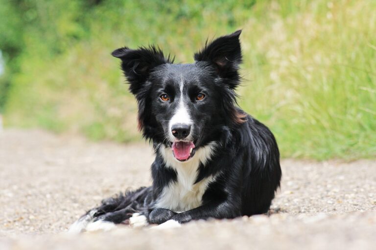 7 Crazy Things That Are Perfectly Normal for Border
Collies