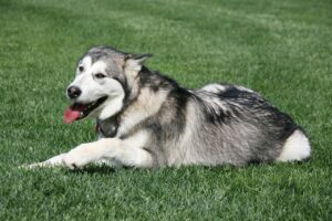 Alaskan Malamute Colors: 7 Stunning Variations with
Pictures