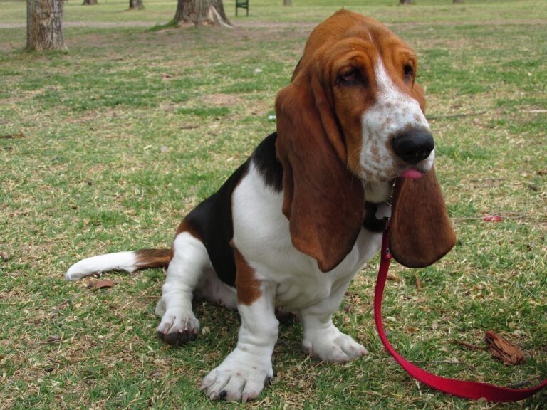 Basset Hound Colors: 7 Stunning Variations with
Pictures