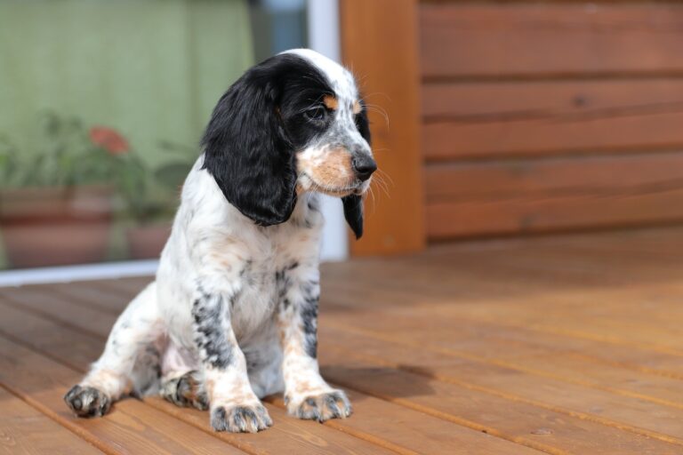 Cocker Spaniel Colors: 7 Stunning Variations with
Pictures