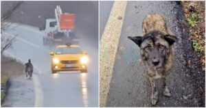 Dog Ran With Traffic To Flag Down Help For Her
Family