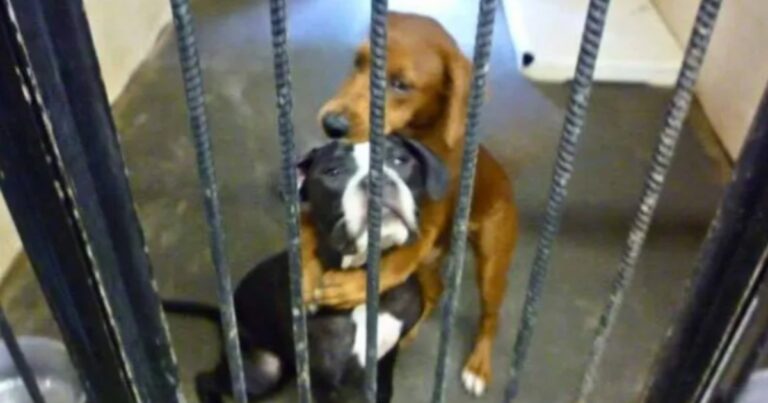 Hugging Photo Saves Dogs from Being Euthanized, Gives Them
New Chance