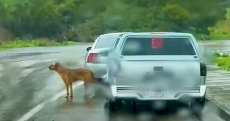 Puppy Dumped In The Middle Of Road During A Tornado
Warning