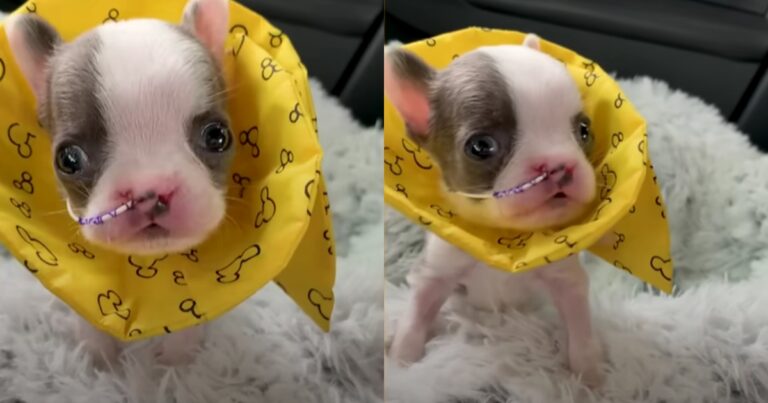 Puppy Grows Up Healthy After Starting Life in an
Incubator