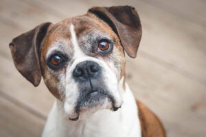 close up old senior boxer dog