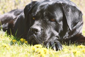 Which Dog Breed is the Best Guard Dog? We Countdown the Top
15 Best Guard Dog Breeds