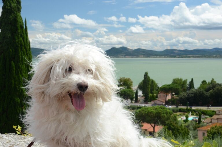 Which Dog Breed is the Most Joyful? We Countdown the Top 15
Most Joyful Breeds.