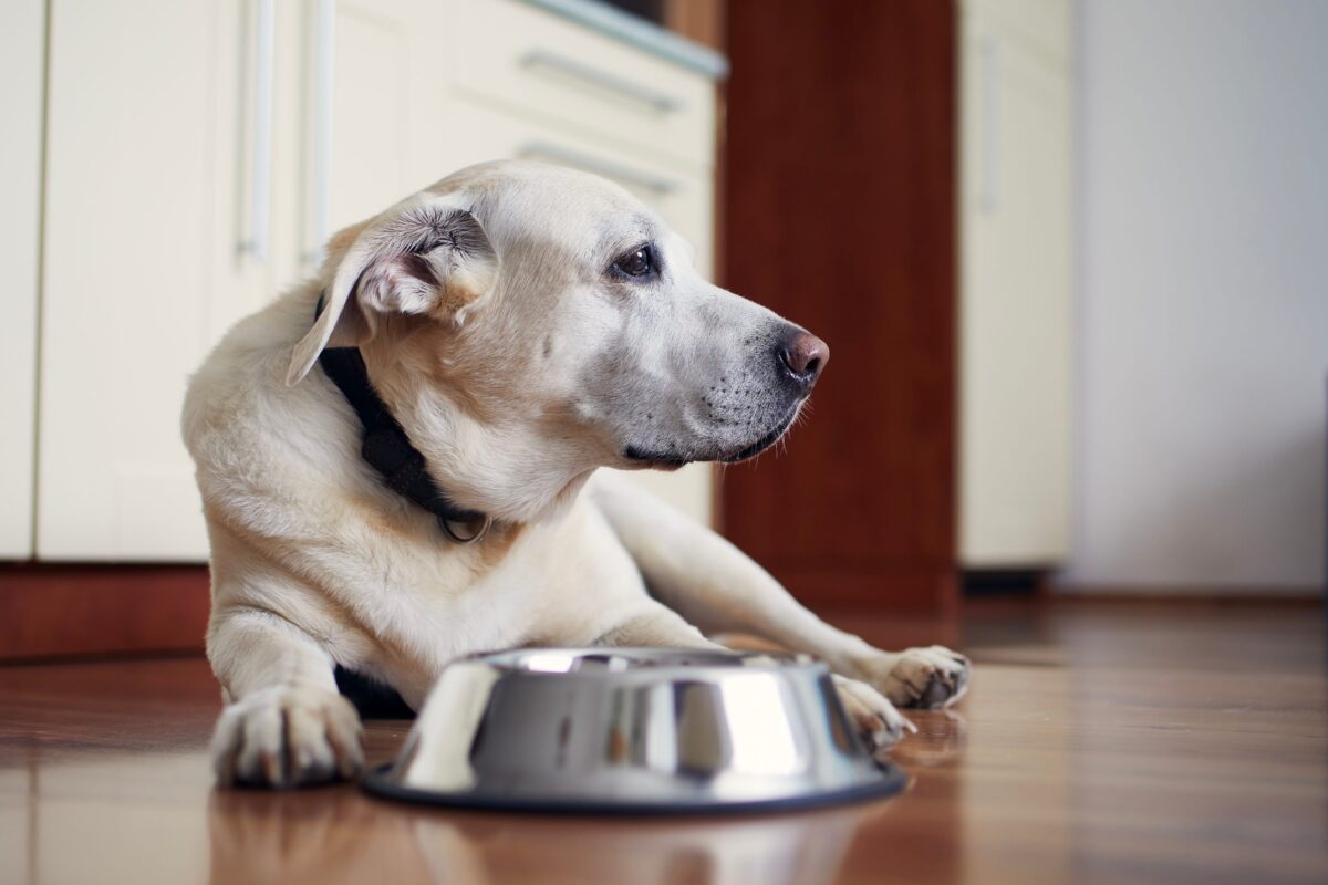 10 Dog Breeds With The Most Food Sensitivities