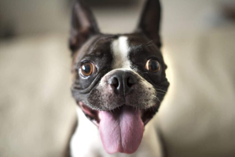 7 Dog Breeds That Would Excel at Stand-Up Comedy