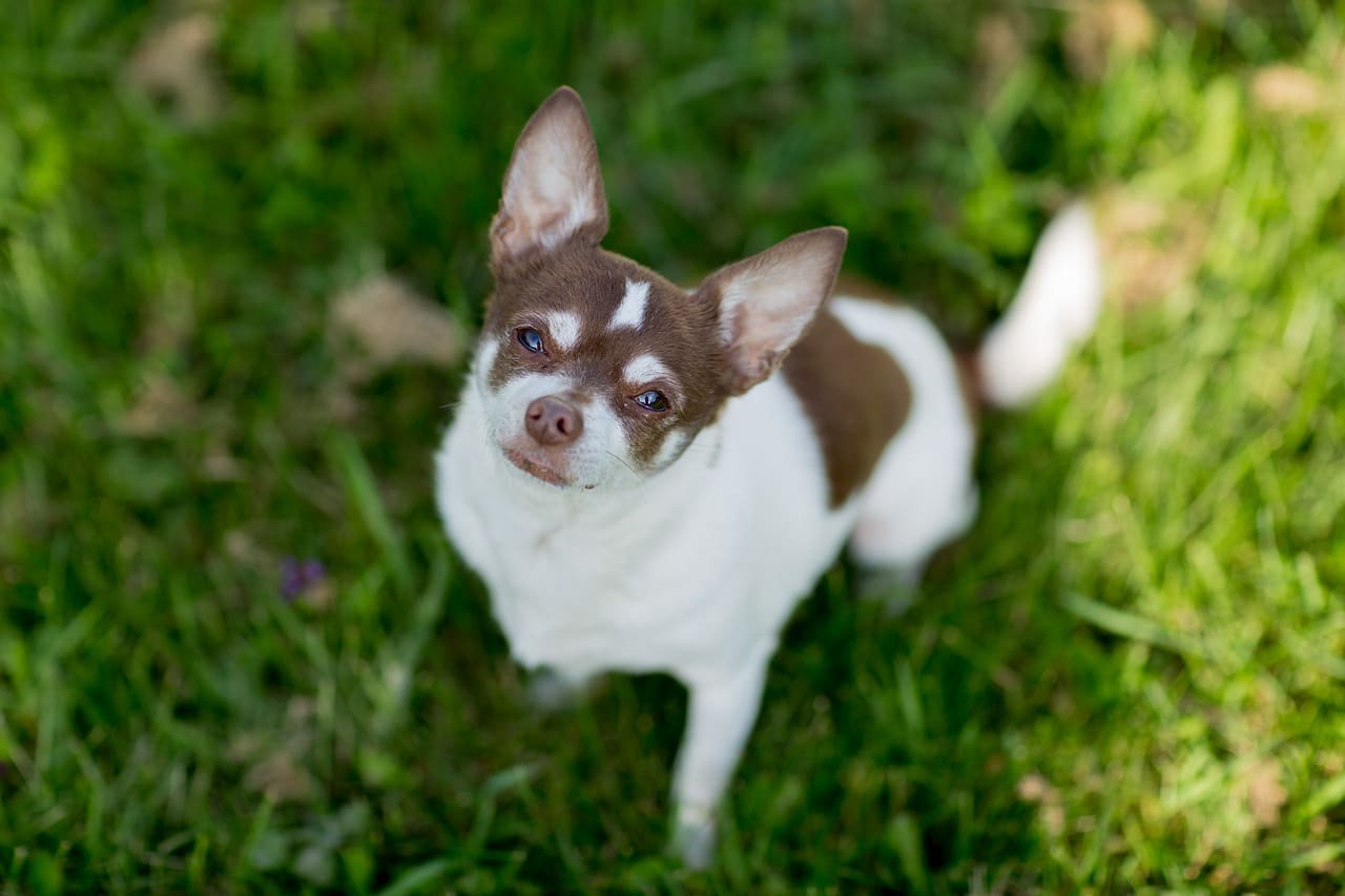 9 Adorable Small Puppy Breeds That Stay Tiny Even When Fully
Grown