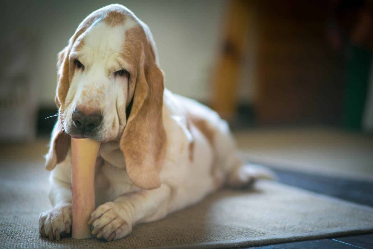 9 Dog Breeds Most Likely to Forget Where They Buried Their
Bone