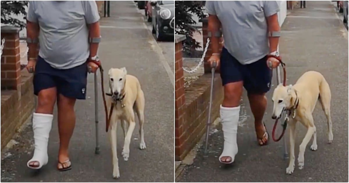 After Expensive Checkup, Man Learns Limping Dog Was Showing
His Solidarity