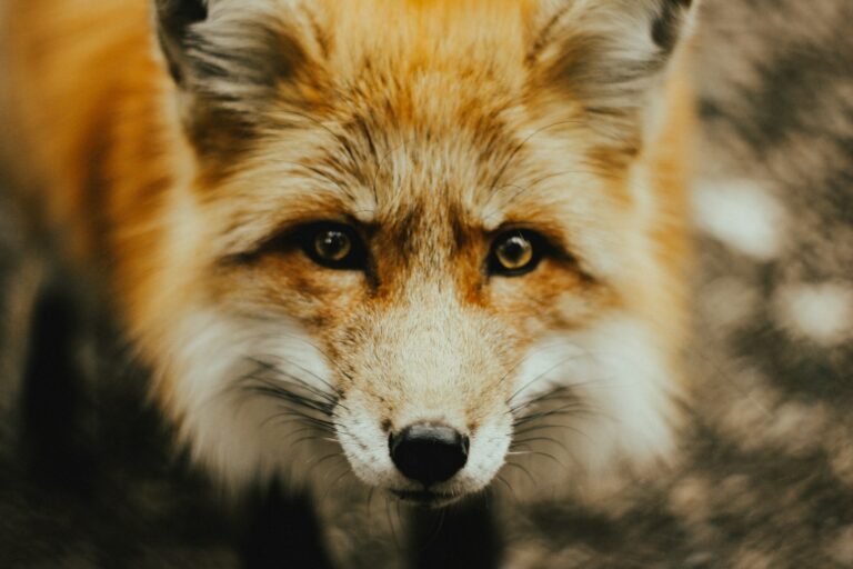 Are Foxes Related to Dogs? What the Science Tells Us
(Vet-Reviewed Facts)