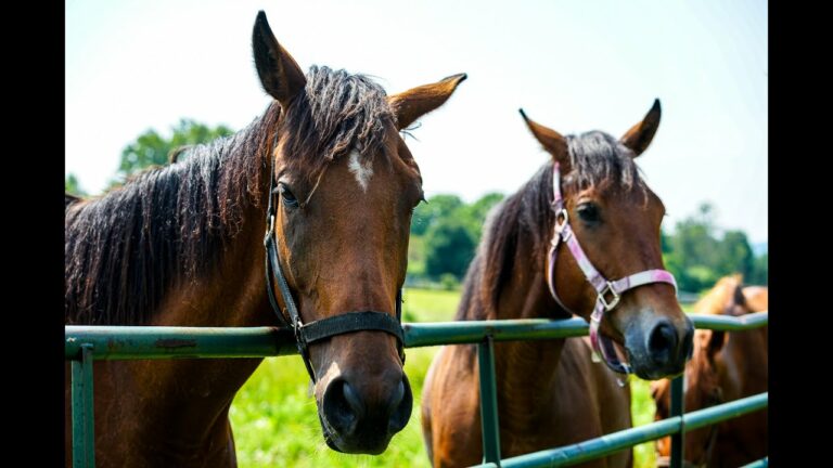 Baker Institute for Animal Health: Mandi de Mestre &amp;
The Grayson-Jockey Club Research Foundation