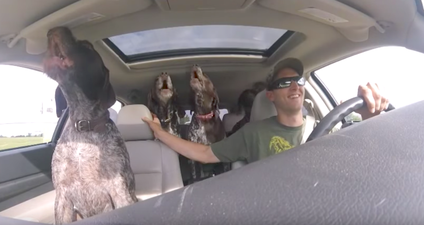 Dad ‘Sets-Up’ Camera To Show The Four Giant Dogs Going Crazy
On The Way To Their Favorite Place