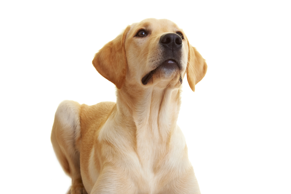 Close up of a male Labrador Retriever dog neck