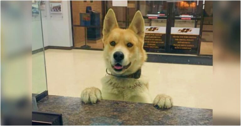 Dog Walks Into Police Station To Report Himself
Missing