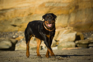 happy rottweiler dog walking outdoors