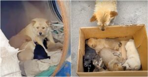 Lady Meets Dog Living In Barrel With Her Babies But They’re
Not Puppies At All