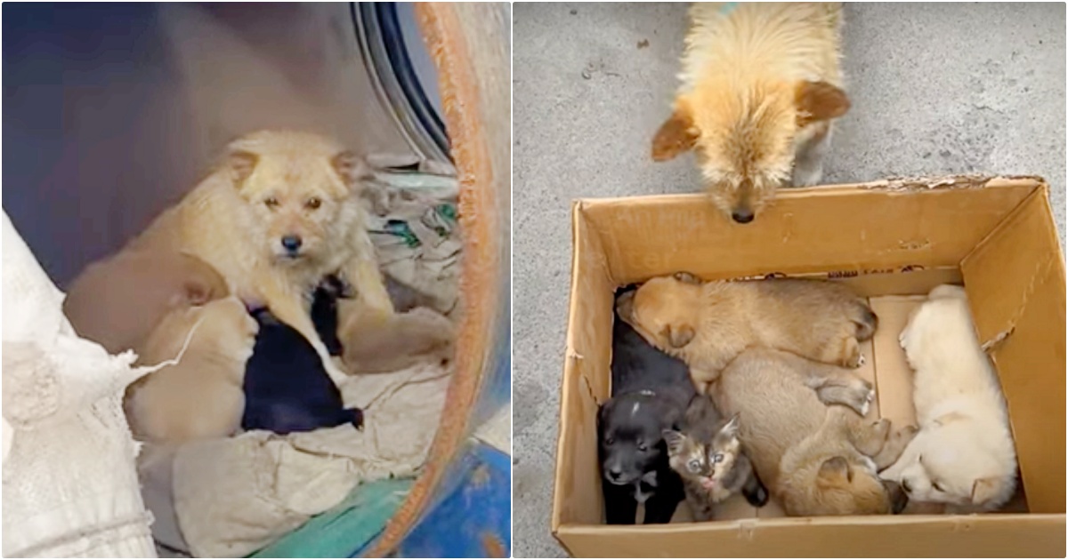 Lady Meets Dog Living In Barrel With Her Babies But They’re
Not Puppies At All