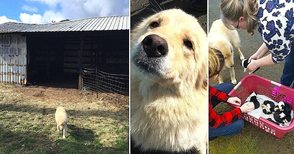 Mama Dog Was Sad When 7-Pups Passed In Fire. Then They
Showed Mama A Litter Of Orphans