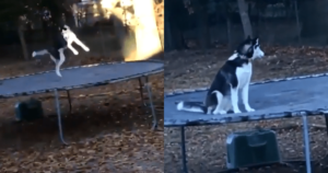 Man Catches Husky on Trampoline, Dog Acts Like Nothing
Happened