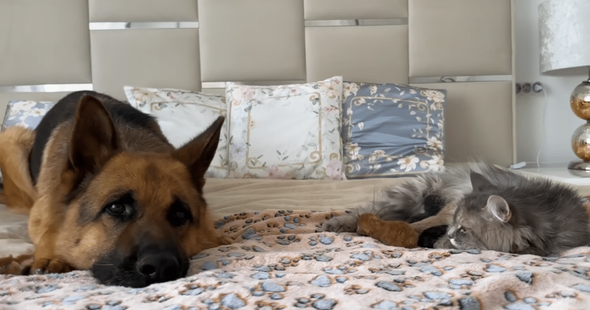 Playful German Shepherd Transforms When He Encounters
Newborn Kittens