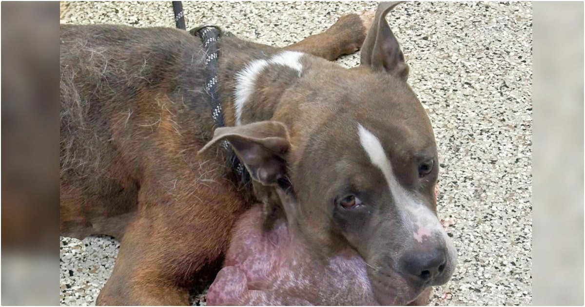 Shelter Takes In Dog With 7-Pound Tumor When Owner Didn’t
Get Him Treatment