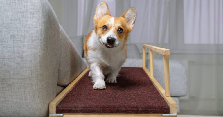 The 15 Most Compact Dog Breeds for Apartment Living