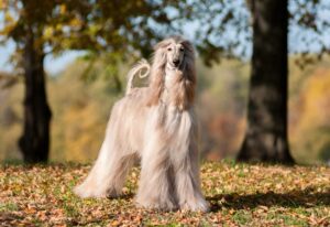 The Top 15 Highest Maintenance Dog Breeds