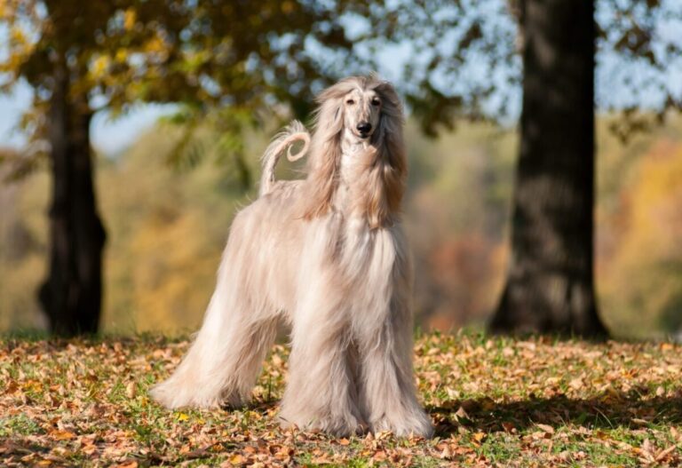 10 Most Photogenic Dog Breeds On Earth