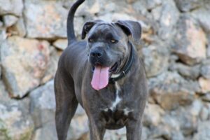 10 Dog Breeds Similar To Bullmastiffs