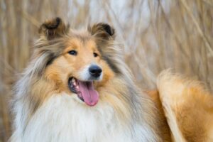 10 Dog Breeds That Love You More Than They Love
Themselves