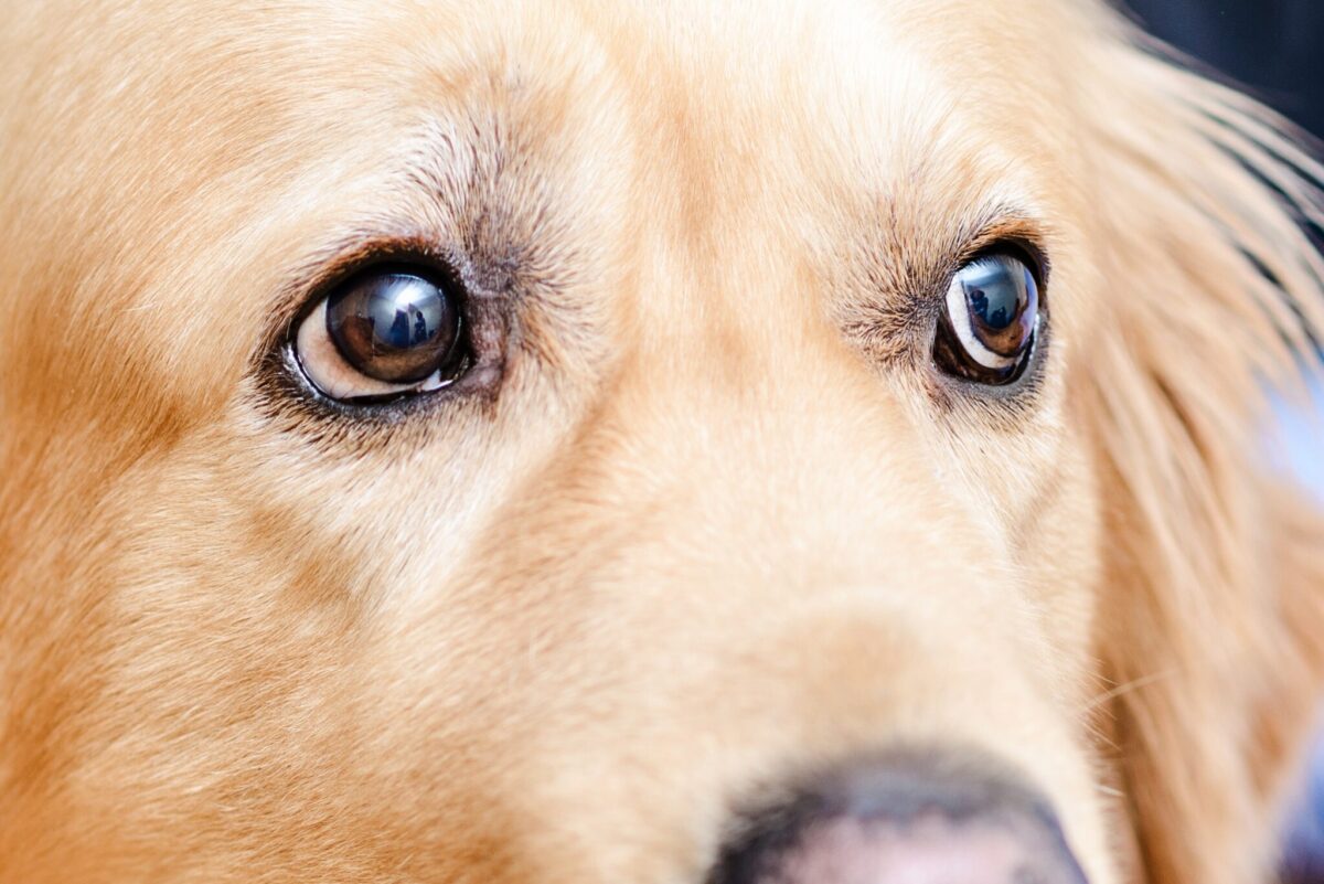 10 Dog Breeds Whose Old Soul Eyes Speak Volumes of Love and
Wisdom