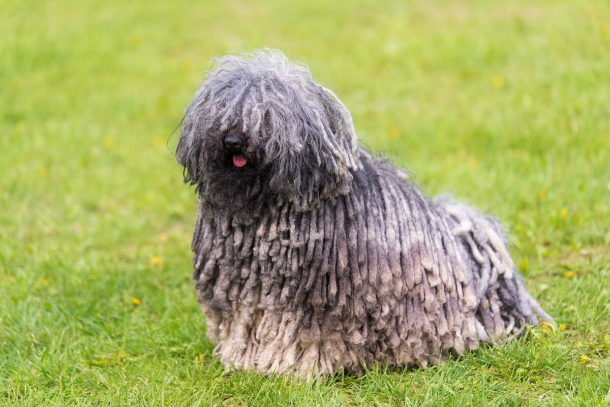 10 Dog Breeds With Surprisingly High IQs