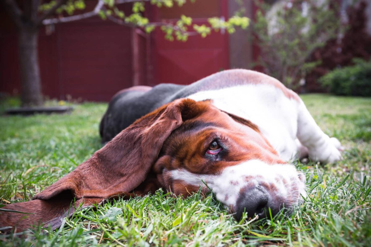 10 Dog Breeds With the Most Adorable Ears