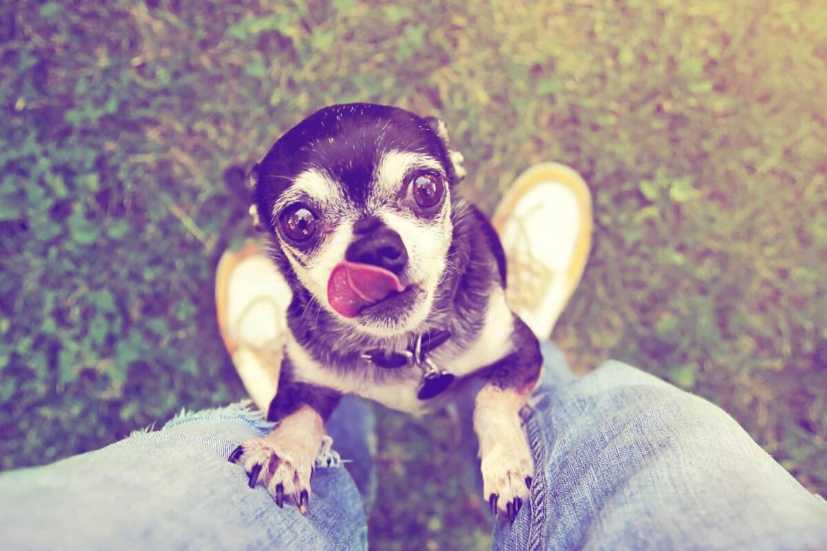 10 Reasons Why Your Dog Is Obsessed With You