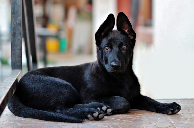 12 Best Guard Dog Breeds To Keep You Safe