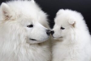 12 Dog Breeds With the Most Boopable Noses