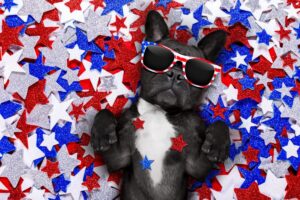 12 Dog-Inspired Campaign Slogans Every Candidate Should
Use