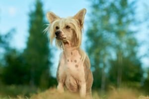 12 “Ugly” Dog Breeds That Are Actually Adorable