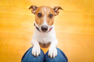 12 Ways Your Dog Is Secretly Improving Your Decision-Making
Skills