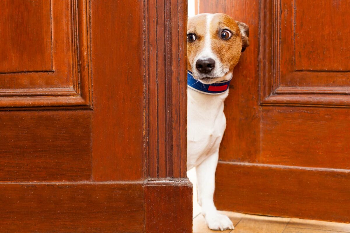 15 Reasons Why Your Dog Follows You to the Bathroom (It’s
Not What You Think!)