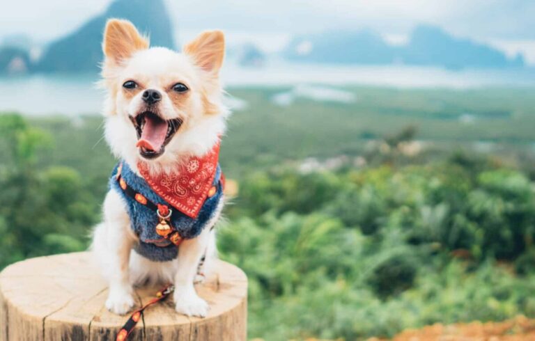 15 Reasons Why Your Dog Is Better Than Your GPS