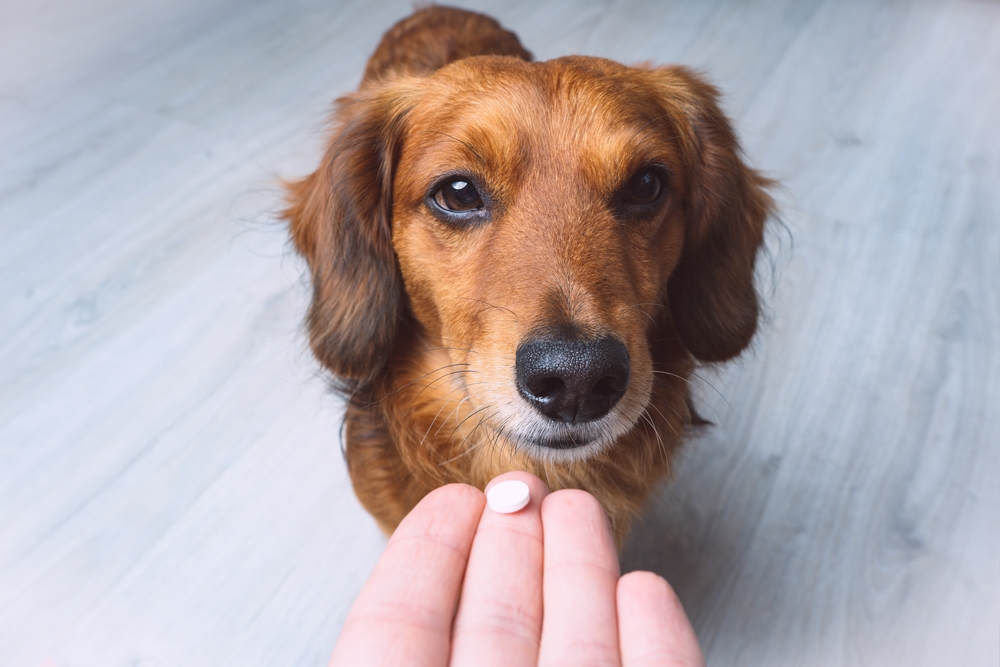 Owner giving medicine in a pill to his sick dog