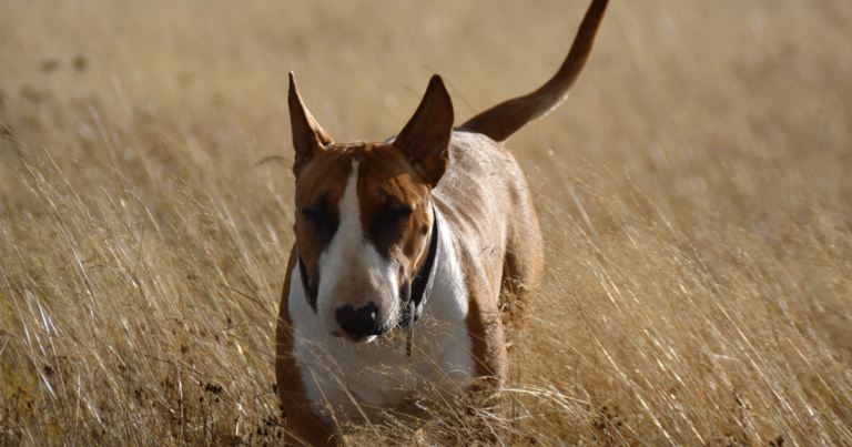 5 Myths About Bull Terriers You Should Stop
Believing