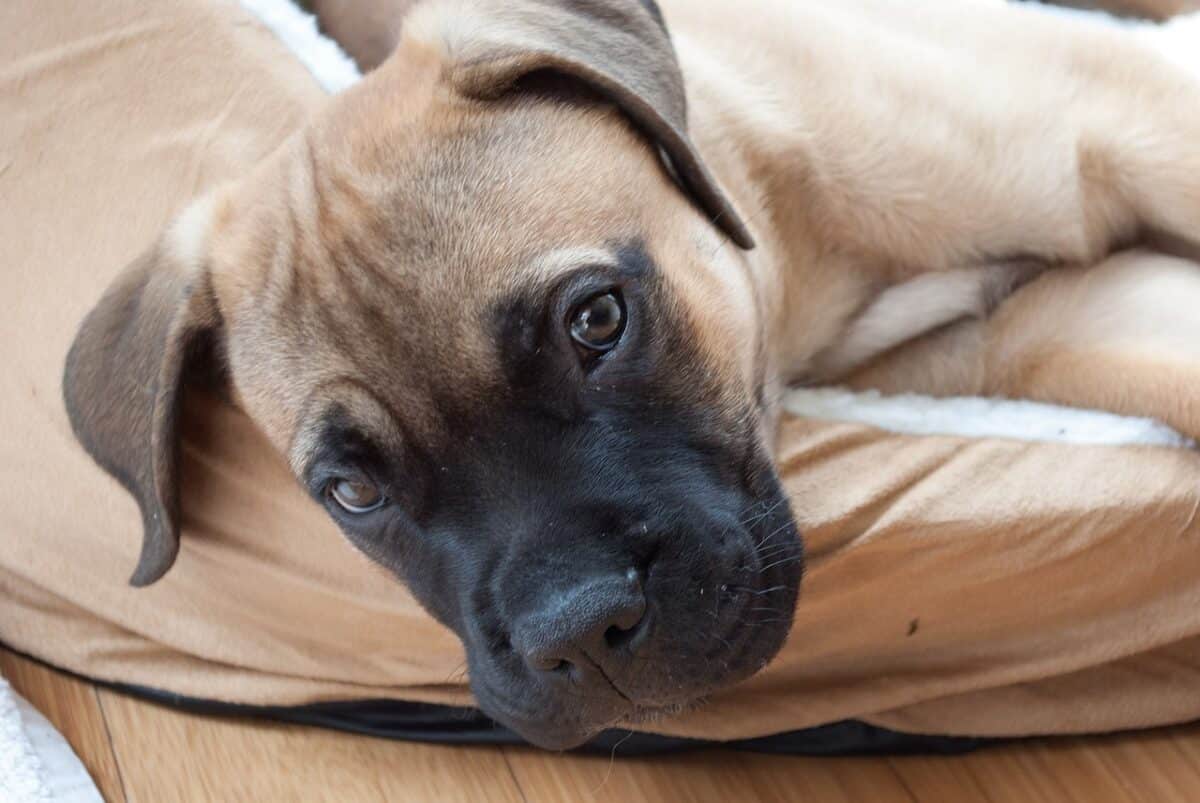 5 Myths About Bullmastiffs You Should Stop Believing