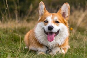 5 Myths About Corgis You Should Stop Believing