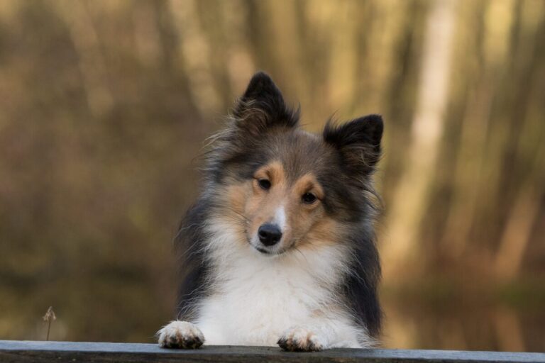 5 Myths About Shelties You Should Stop Believing