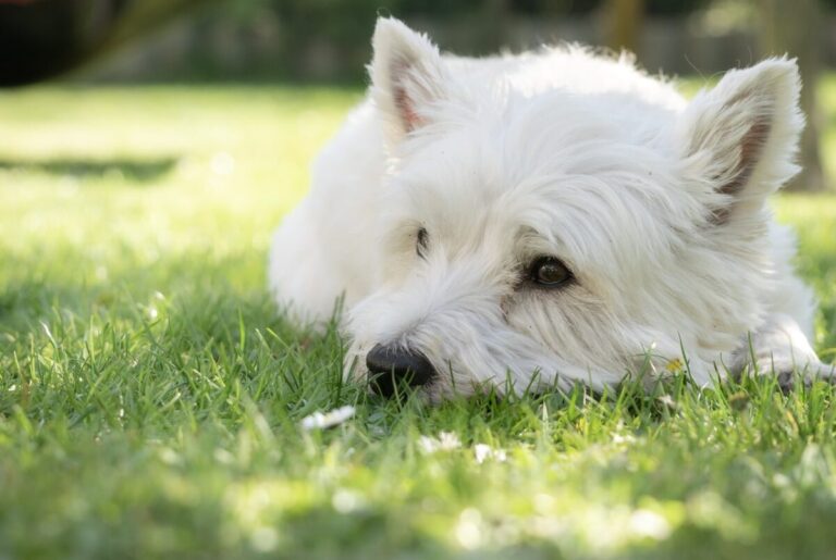 5 Myths About Westies You Should Stop Believing